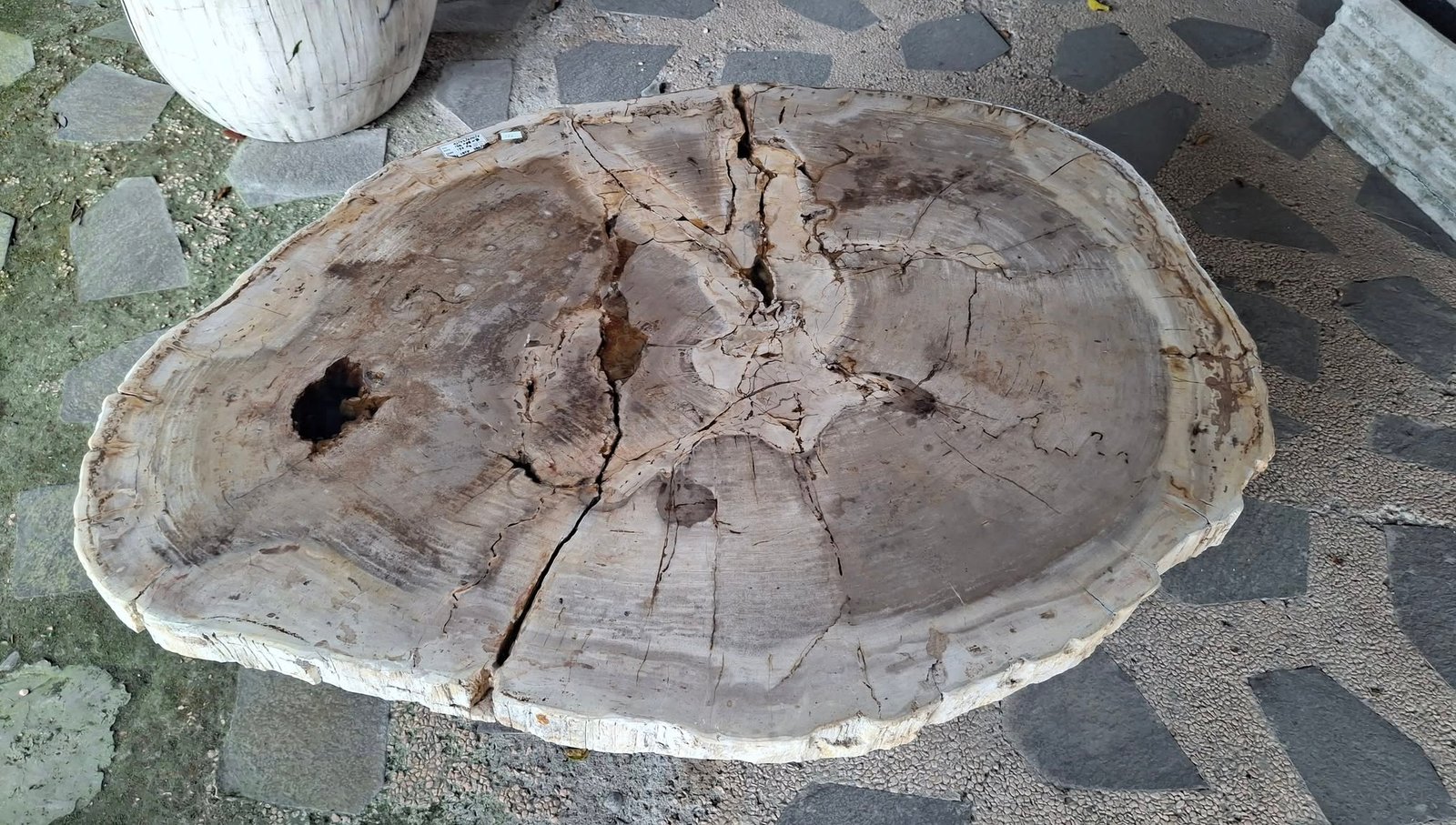 Modern petrified wood coffee table with unique fossil grain