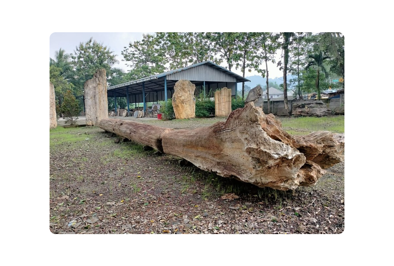 big tree petrifiedwood