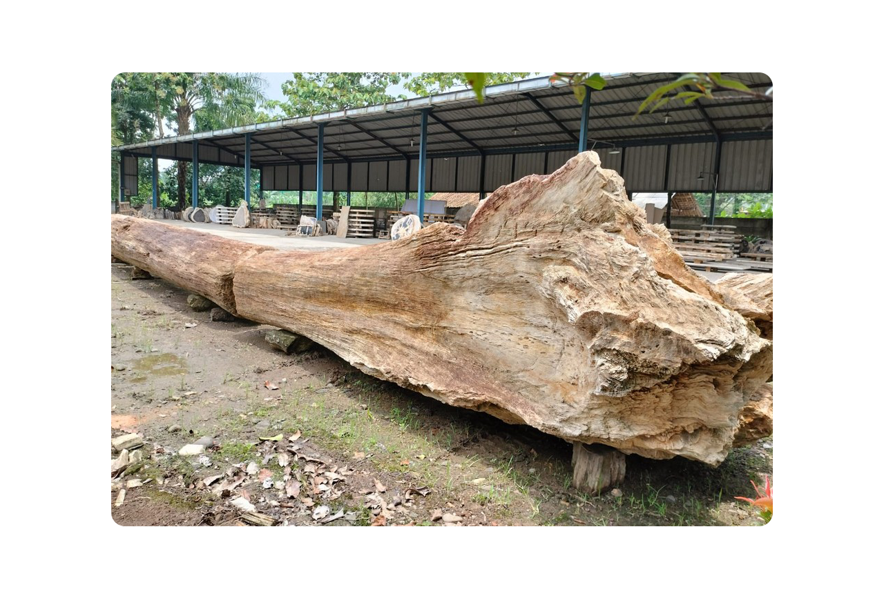 trees petrifiedwood