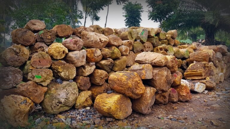 Polished slabs and logs of Indonesian petrified wood displayed alongside petrified wood from other countries for comparison