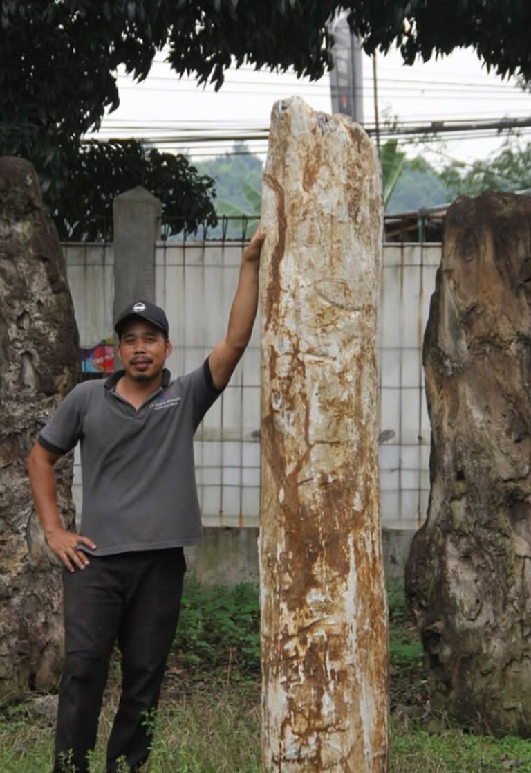 Indonesian fossil wood being inspected for export at customs